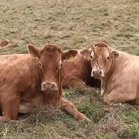 Ihle Апартаменты Альтенберг