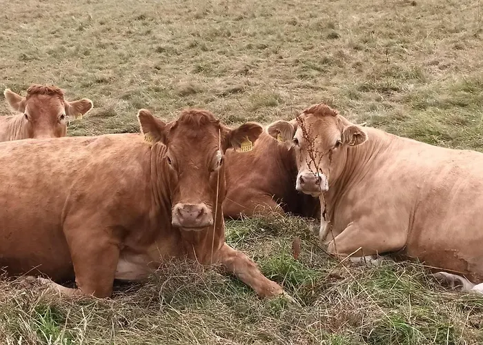 Ihle Апартаменты Альтенберг