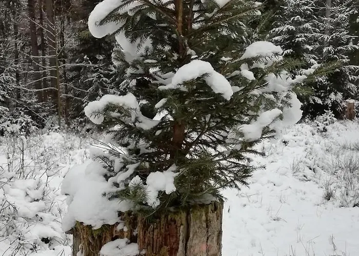 Апартаменты Ihle Альтенберг